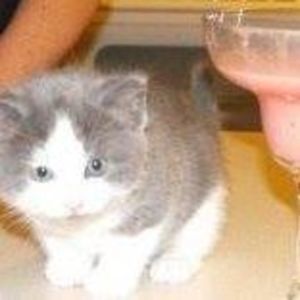 Meet your Posher, Wendy